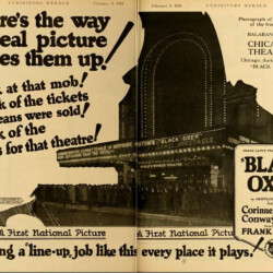 BLACK OXEN ADVERTISEMENT