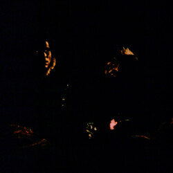 Night Fight Scene Winds of Chance - Night Fight